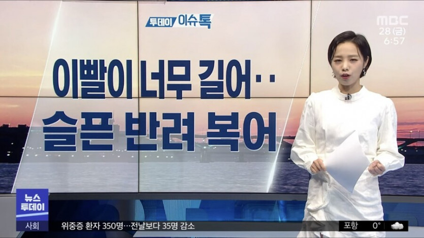 치과에서 수술받은 복어