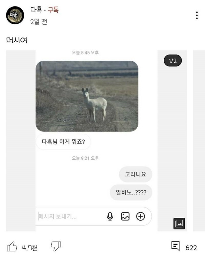 충청도에서 발견된 알비노 고라니.jpg