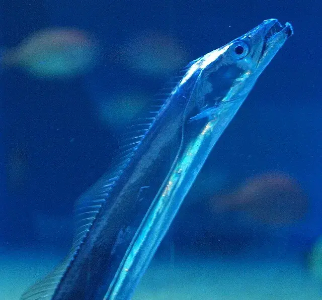 의외로 한국 때문에 멸종위기인 생선