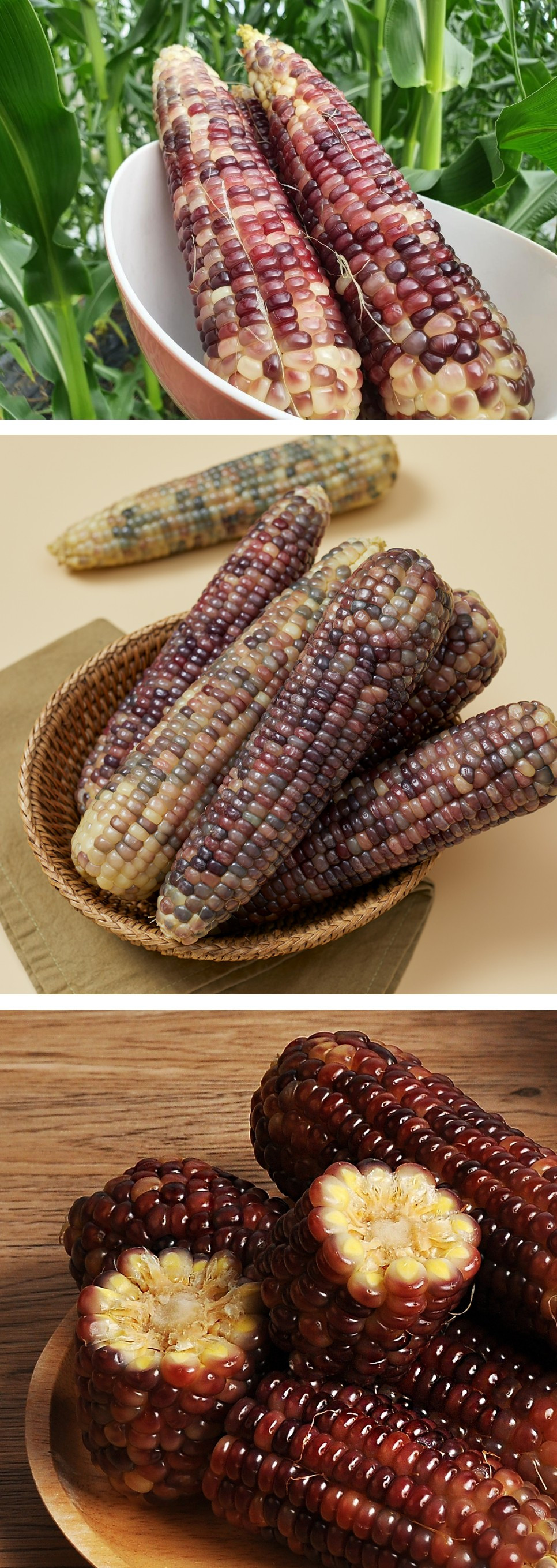 요즘은 거의 보기 힘들다는 옥수수